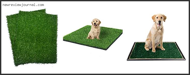 Deals For Best Indoor Potty Pads For Dogs – Available On Market