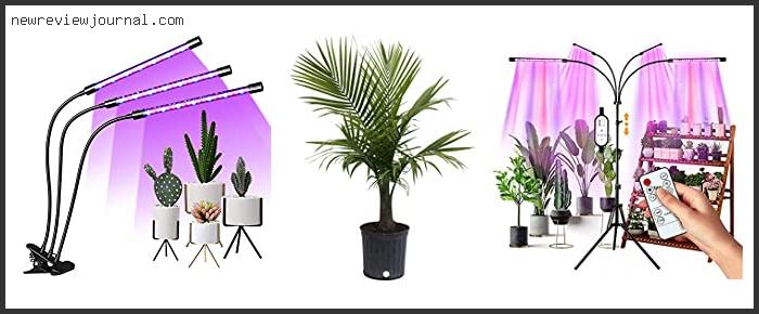 Buying Guide For Best Plants For Low Light Apartment Based On Scores