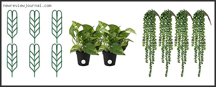 Deals For Best Vining Indoor Plants Reviews With Products List