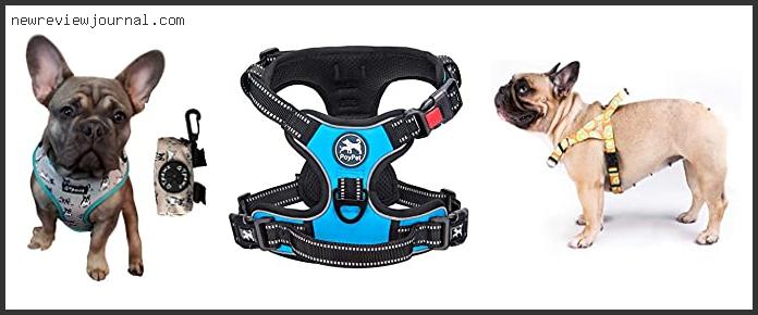 Top 10 Best Harness For French Bulldog In [2024]