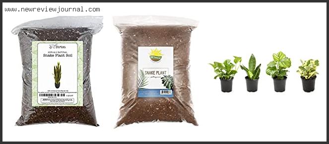 Best Soil For Snake Plants