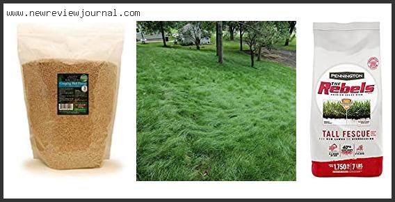 Best Tall Fescue Grass Seed