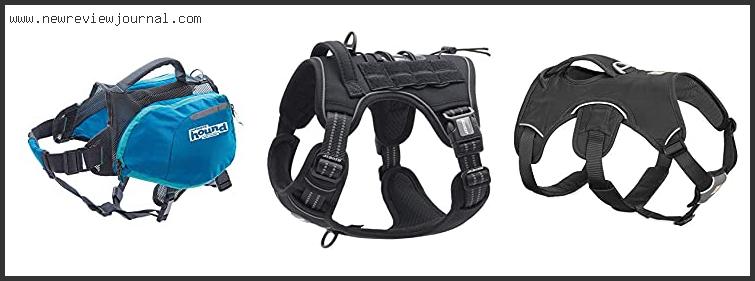 Top 10 Best Dog Harnesses For Hiking Reviews With Scores