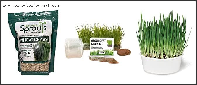 Top 10 Best Organic Grass Seed Reviews With Scores