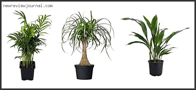 Buying Guide For Best Indoor Palms For Low Light Reviews With Scores