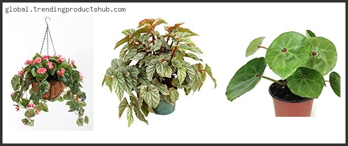 Best Pots For Begonias