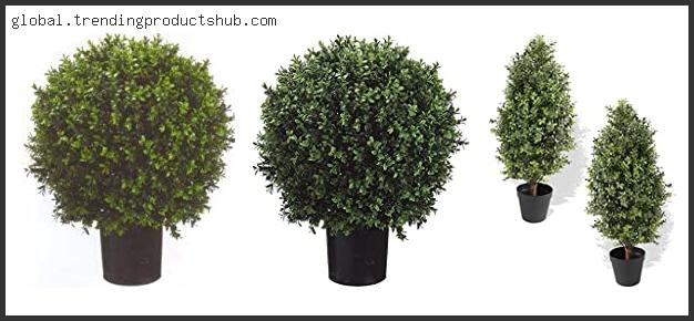 Top 10 Best Companion Plants For Boxwoods – Available On Market