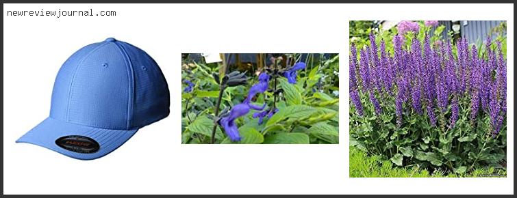 Buying Guide For Best Blue Salvias – Available On Market