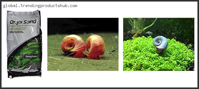 Best Snails For Sand Substrate