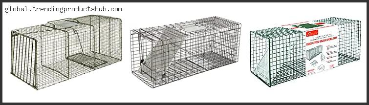 Best Raccoon Trap