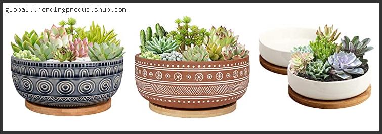 Top 10 Best Plant For Shallow Pot – Available On Market