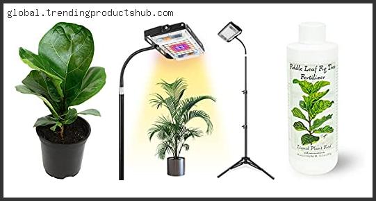 Top 10 Best Grow Light For Fiddle Leaf Fig Reviews With Scores