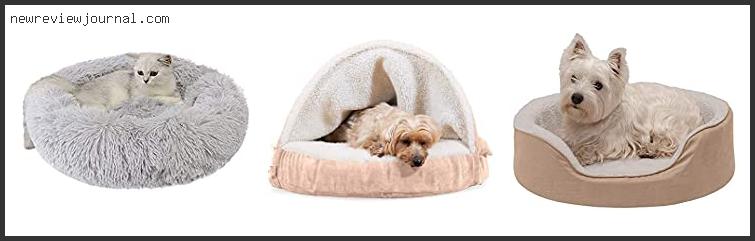 Buying Guide For Best Bed For Maltipoo – To Buy Online